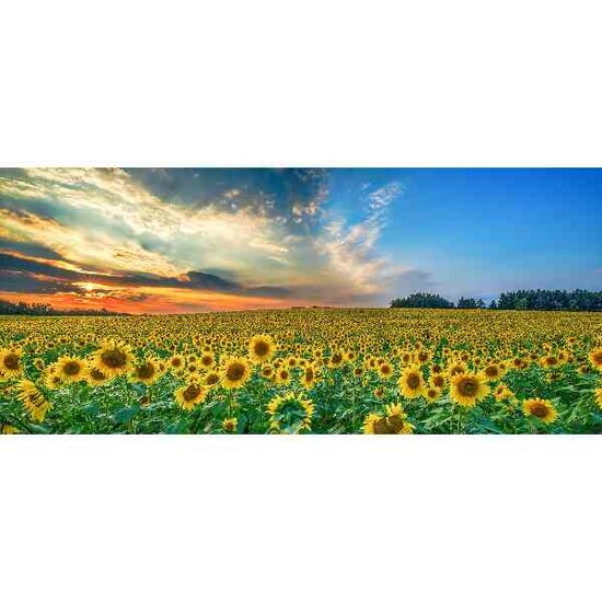 Diamond Painting Veld met zonnebloemen 90 x 40 cm