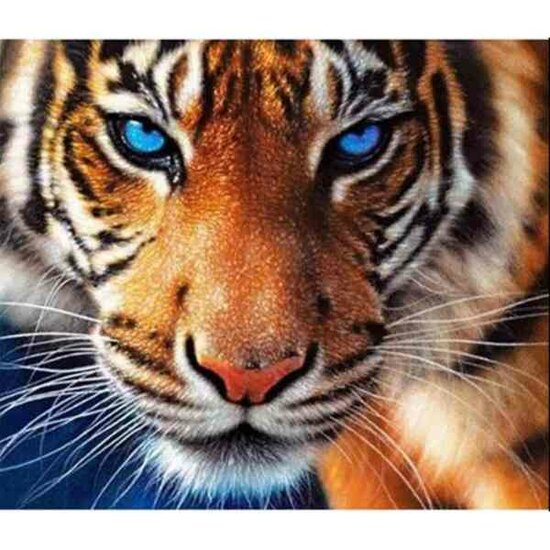 Diamond Painting Tijger 50 x 40  ronde steentjes