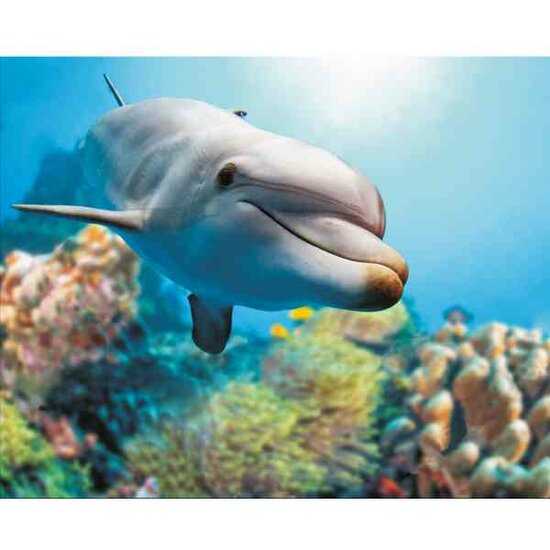 Smiling Dolphin  50 x40  cm  ronde steentjes met kader