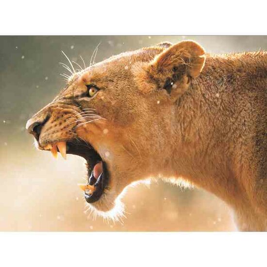 Diamond Painting Hunting Lioness 40 x 50 cm  ronde steentjes met kader