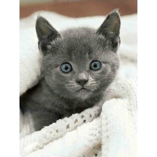Diamond Painting Curious Kitten 30x40 vierkante steentjes