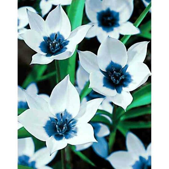 Diamond Painting Blue Eye Tulips 38x48 cm vierkante steentjes