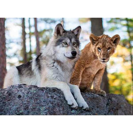 The Wolf and the Lion -   Puzzel 500 Stukjes