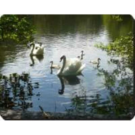 2 Grote + 4 jonge zwanen