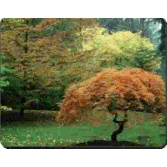 Muismat Herfst Bomen