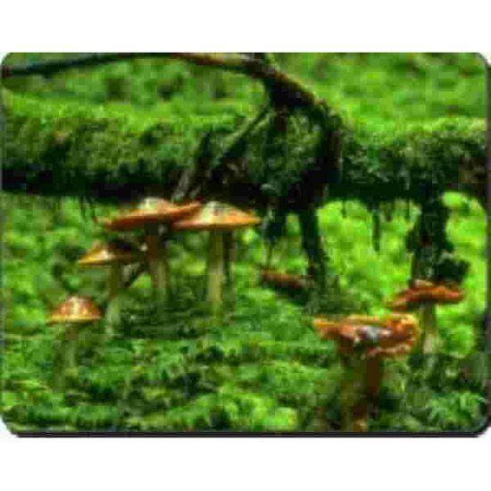 Muismat Padestoelen in het bos
