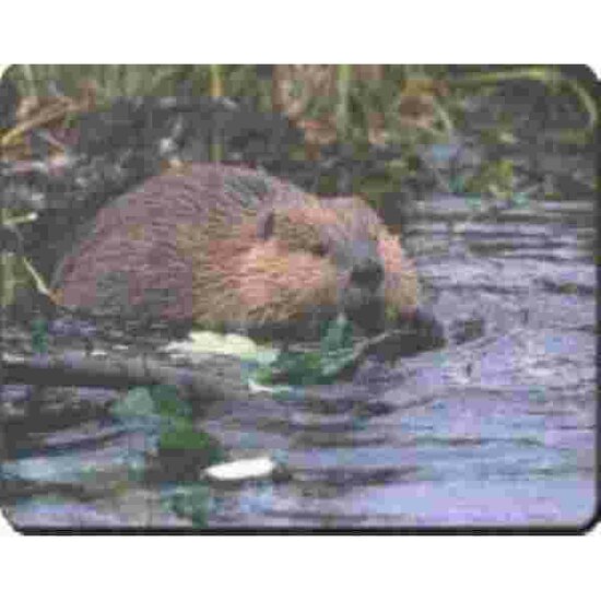 Bever Muismat