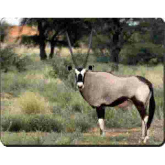 Gazelle Muismat