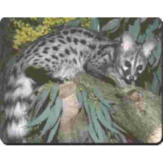 Muismat Lemur