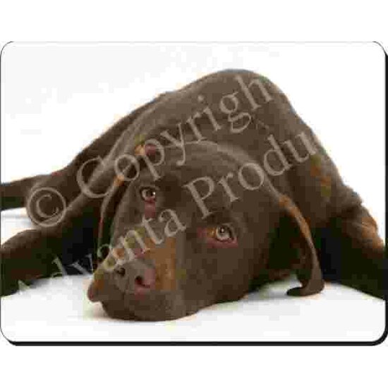 Bruine Labrador (ligt neer)  Muismat