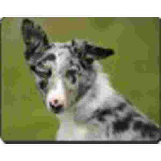 Border Collie Blue Merle Muismat