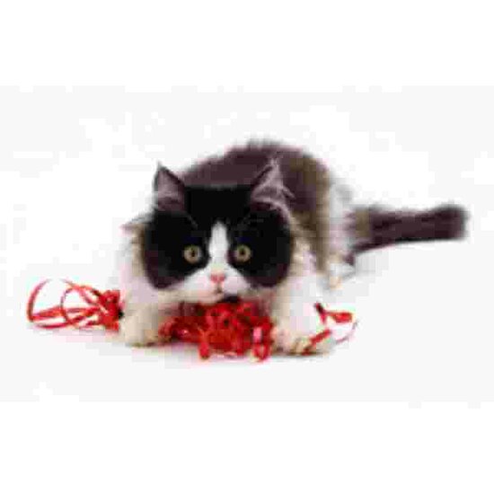 Zwart witte poes met rood lint Muismat