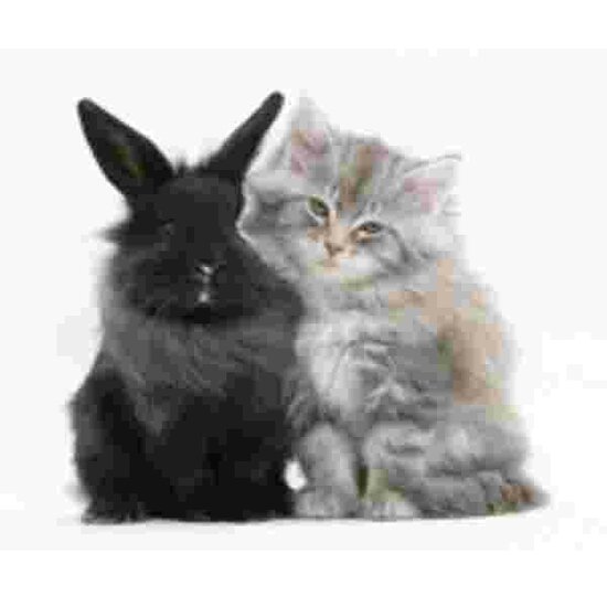 Main Coon Kitten en zwart konijn Muismat