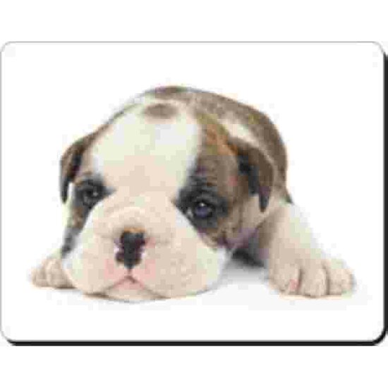 Bulldog Pup Bruin en wit Muismat