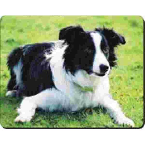 Border Colli op gras Muismat