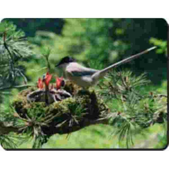 Vogelnest Muismat
