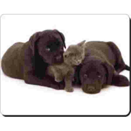 2 zwarte labrador pups met kat Muismat