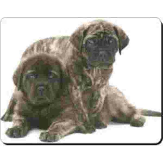 Bullmastif Pups Muismat