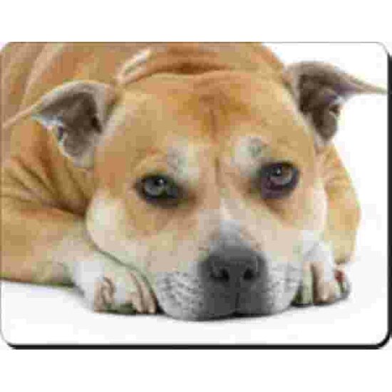 Rode Stafordshire Bulldog liggend Muismat