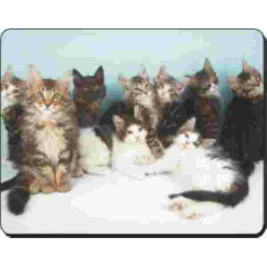 Noorse boskat kittens groep Muismat