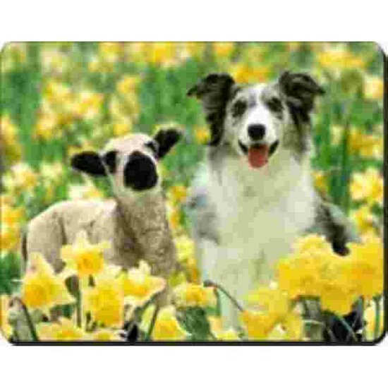 Blue merle Colli met schaap en narcissen Muismat