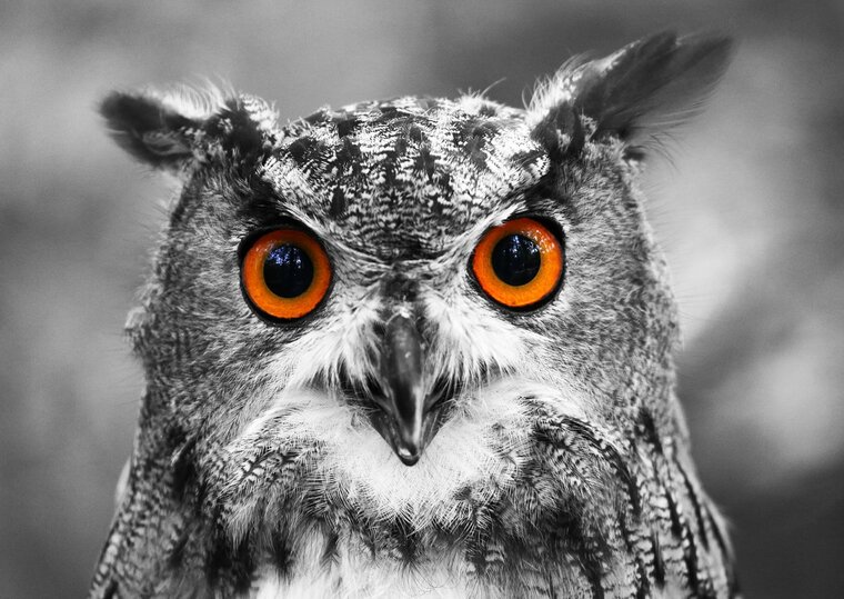 Curious Owl / Nieuwsgierige Uil Puzzel 1000 Stukjes
