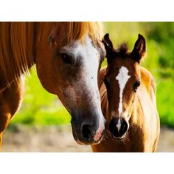 Diamond painting op kader "Mom's care" 30x40 cm