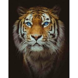 Lord  50 x 40 Ronde Steentjes