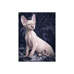 Diamond Painting Sphynx cat 30 x 40 cm Vierkante steentjes