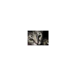 Diamond Painting Cat's Eyes  50 x 35 cm vierkante steentjes