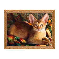 Diamond Painting  Abyssinian Cat    30 x 40 cm vierkante steentjes