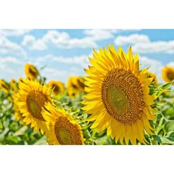 Diamond Painting Zonnebloemn - 60 x 40 cm