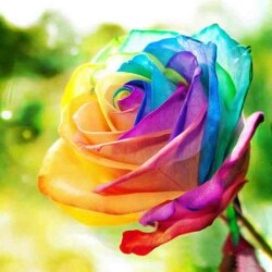 Roos 40 x 40  ronde steentjes