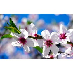 Dp Ronde  Steentjes Bloesem  65 x 40