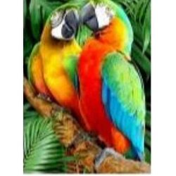 Diamond Painting  2 Papegaaien Extra blinkende ronde  steentjes 40 x 55 CM