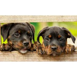 Diamond Painting ,Rottweiler Pups. 55x33cm, 89 kleuren Ronde Steentjes