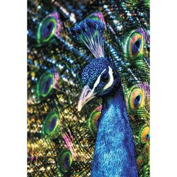 Diamond Painting Peacock  50 x 40 Ronde Steentjes op kader