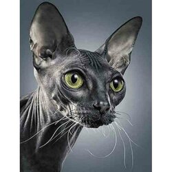 Diamond Painting Sphynx Cat  50 x 65 op kader , ronde steentjes
