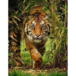 Diamond Painting Soft Gait   50 x40  cm  ronde steentjes met kader