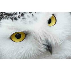 DP Diamond Painting Witte uil met gele ogen - vanaf formaat 60 x 40 cm