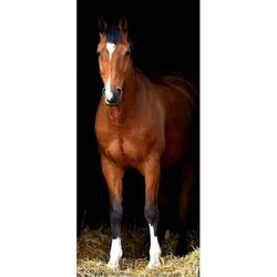Diamond Painting Paard , vierkante stenen, ca. 90 x40 cm, 120 kleuren