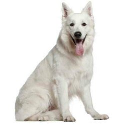 witte Herder 40 x 50 vierkante steentjes