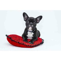 Diamond Painting Pup kussen 60 x40 vierkante steentjes