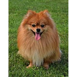 Keeshond 40 x 50 vierkante steentjes