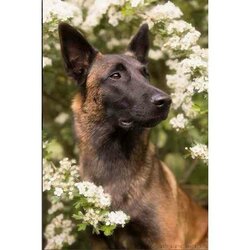 Diamond Painting Mechelse Scheper 40x60 Vierkante steentjes