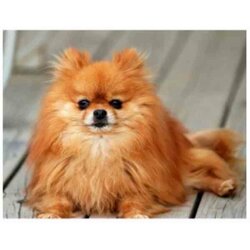 Diamond Painting Pomeriaan  65 x 50  Vierkante steentjes