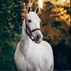 Diamond Painting White horse 40 x 40 WD3030