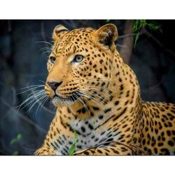 Diamond Painting Leopard - Luipaard 40x30 WD3036