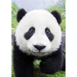 Diamond Painting Curious Panda 32 x 30 cm vierkante steentjes