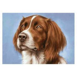 Diamond Painting Ierse Setter  38 x 27 cm  vierkante steentjes